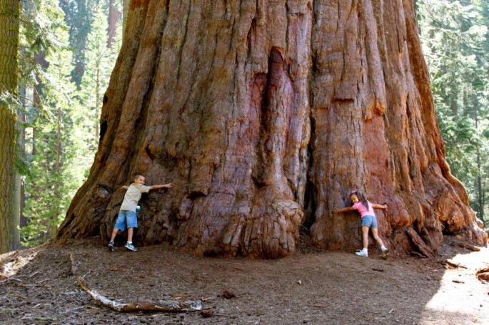 Sekvoya dünyanın ən hündür ağacıdır - FOTO