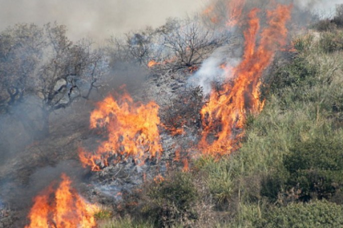 Sabirabadda 76 ədəd ağac yandırıldı - VİDEO
