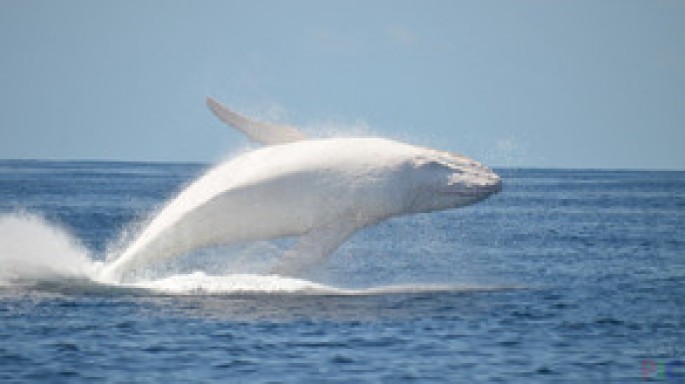 Avstraliyada 30 yaşlı ağ balina videokameralara tuş gəlib - VİDEO