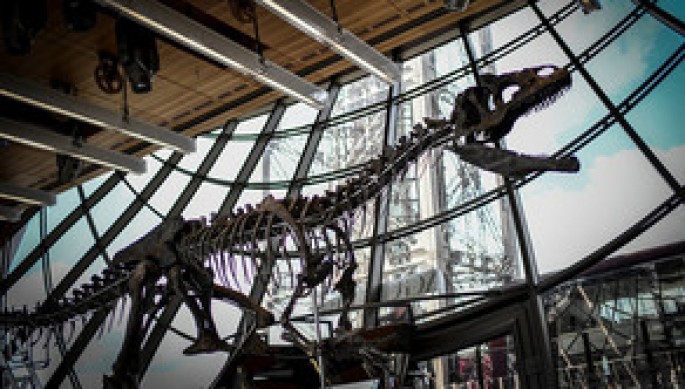 Dinozavr skeletini 2 milyon avroya aldı