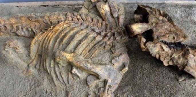 Çində 120 milyon illik dinozavr qalıqları tapıldı