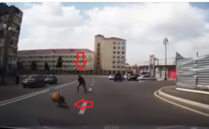 Bakıda yolun ortasında "oyun çıxaran" qoyun - VIDEO