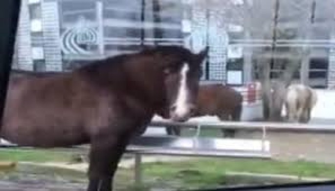 Atı avtomobilinə dəvət edən sürücü - VİDEO