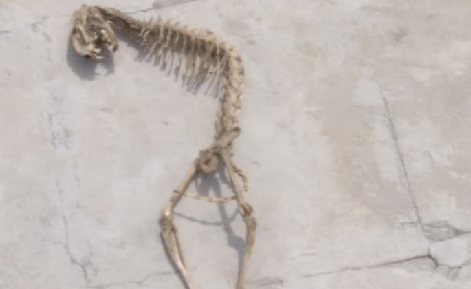 Bakıda evin altından qeyri-adi heyvan skeleti çıxdı - VİDEO