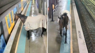 Yağışdan qaçan at dəmir yolu stansiyasına sığındı - VİDEO 