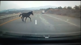 Bakı-Qazax yolunda qorxulu anlar: At özünü maşının önünə atdı - VİDEO