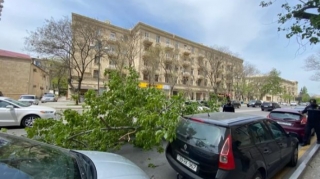 Bakının mərkəzində iki ağac aşıb: Avtomobilə ziyan dəyib    - FOTO