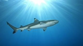 Ekspertlər:  COVID-19 vaksinindən ötrü 500 min köpəkbalığı öldürülə bilər