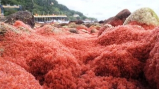 Milad adası qırmızıya büründü – FOTO 