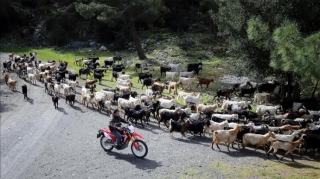 600 keçini dronla idarə edən çoban  - FOTO