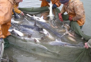 Nərəkimiləri qanunsuz ovlayan balıqçılar aşkarlandı - Xaçmazda
