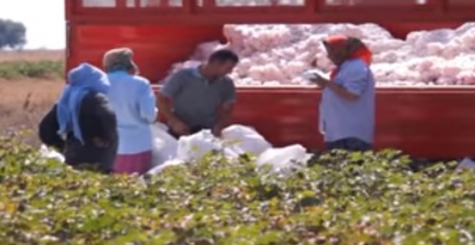 Ermənlər texnikaları və sakinləri atəşə tutur - Pambıq sahələrdə qalıb - VİDEO