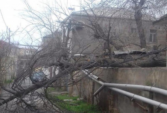 Bakıda güclü külək 40-a yaxın ağacı aşırıb