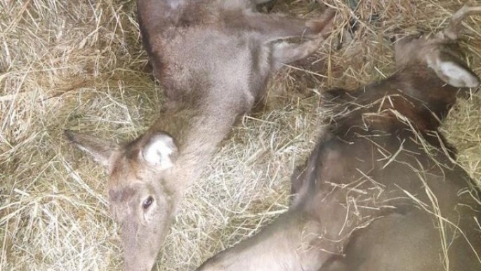 “Qırmızı Kitab”a düşən maralları satmaq istəyən şəxs saxlanılıb - FOTO