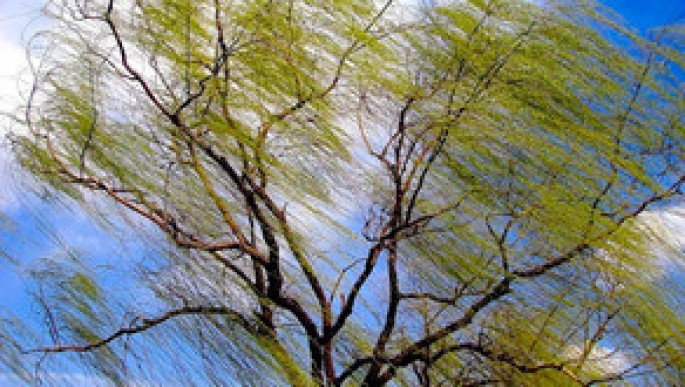 Qubada nəqliyyatın hərəkətində problem yarandı - Güclü külək səbəbindən