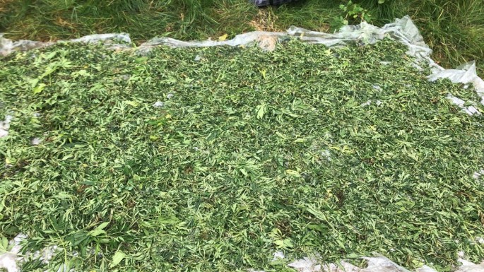 Masallı sakini külli miqdarda narkotiklə Balakəndə tutulub - FOTO