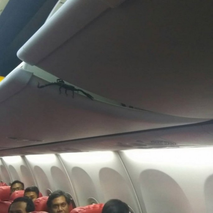 Təyyarədə əqrəb sərnişinlər arasında çaxnaşmaya səbəb olub