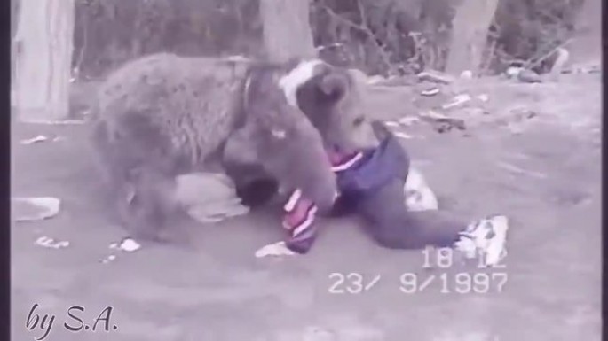 Həbibin 9 yaşında ayı ilə güləşdiyi VİDEOSU