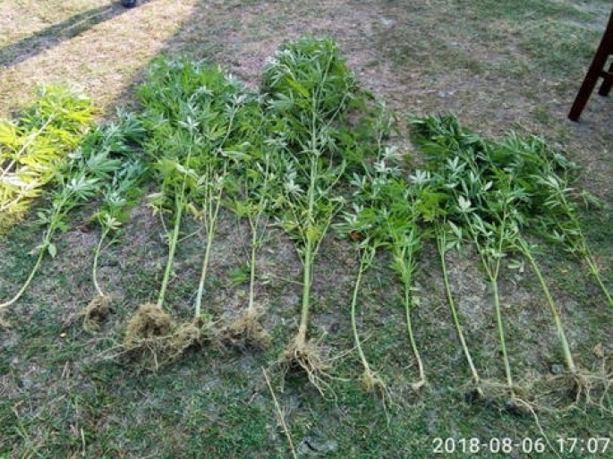 Xaçmaz sakininin həyətində 42 çətənə kolu aşkar edilib