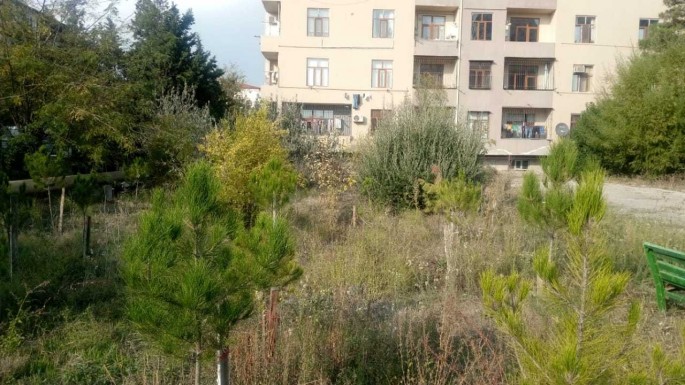 ETSN Bakıda ağac kəsilməsi ilə bağlı yayılan videoya münasibət bildirib