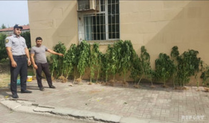 Pay torpağında narkotik bitkilərdən bağ salan şəxs tutulub - Astarada