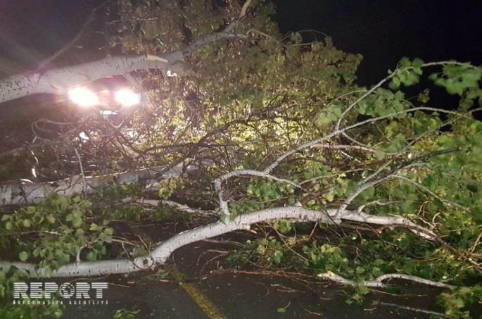 Göyçayda böyük qovaq ağacı magistral yola aşıb - FOTO