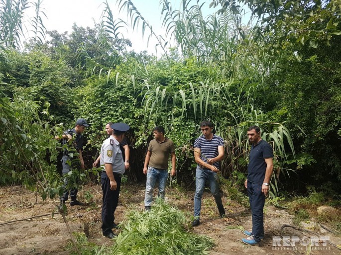 Həyətdən 123 ədəd çətənə kolu aşkarlanıb - FOTO