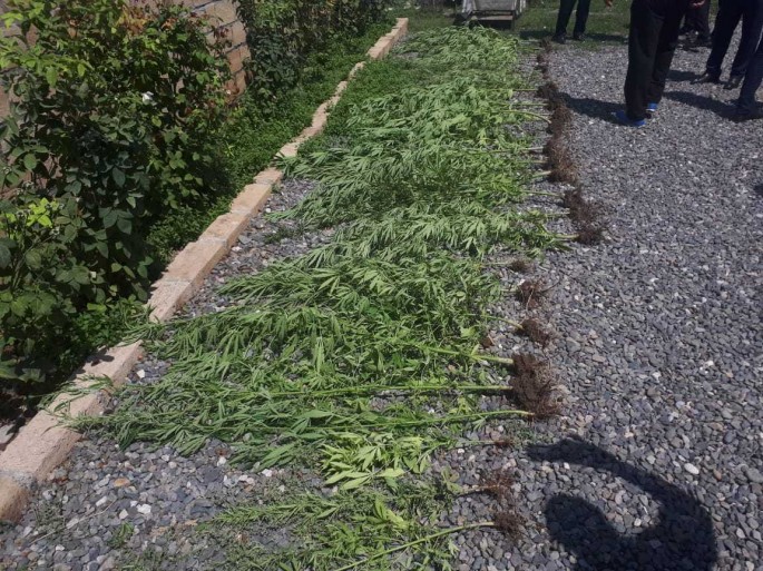 Həyətində çətənə kolu yetişdirən şəxs saxlanılıb - FOTO