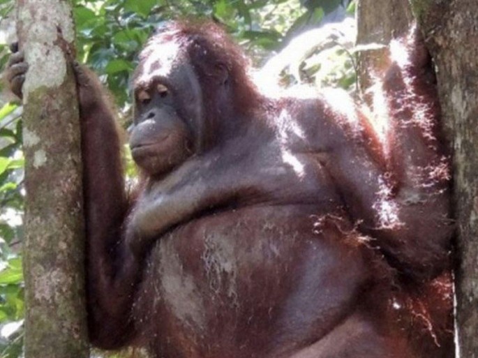 Aranqutanı qaçırıb, hər gün təraş edib, pulla kişilərə satdılar – FOTO