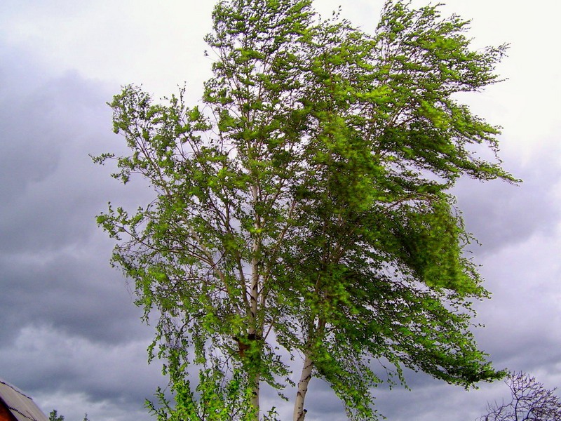 Bakıda güclü şimal küləyi əsəcək, temperatur enəcək