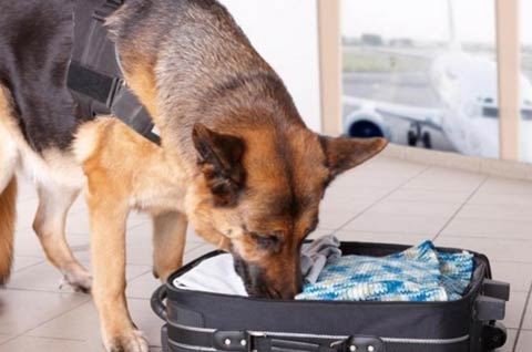 İt "Volkswagen"in sürücüsündən marixuana aşkarladı - FOTO