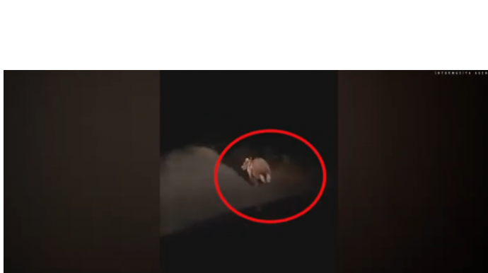 Şəkinin küçələrində yenə ayı göründü  - VİDEO