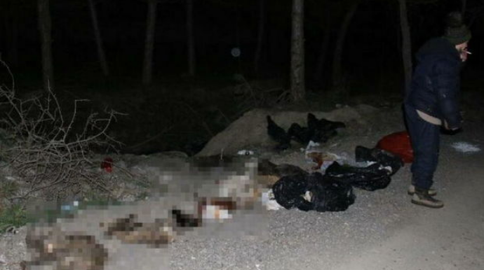 Qorxunc mənzərə:  Küçədə damarları deşilmiş onlarla sahibsiz it tapıldı   - VİDEO