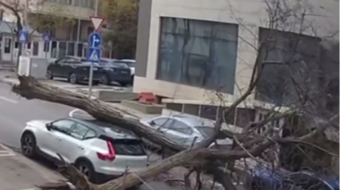 Bakıda küləyin aşırdığı ağac avtomobilin üzərinə düşdü – VİDEO 