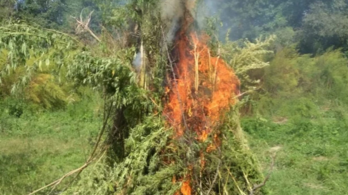 Ağdamda 5 ton çətənə kolu yandırılaraq məhv edildi 