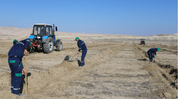 Naxçıvan-Çalxanqala avtomobil yolunun kənarında yeni tut bağı salınacaq - FOTO 