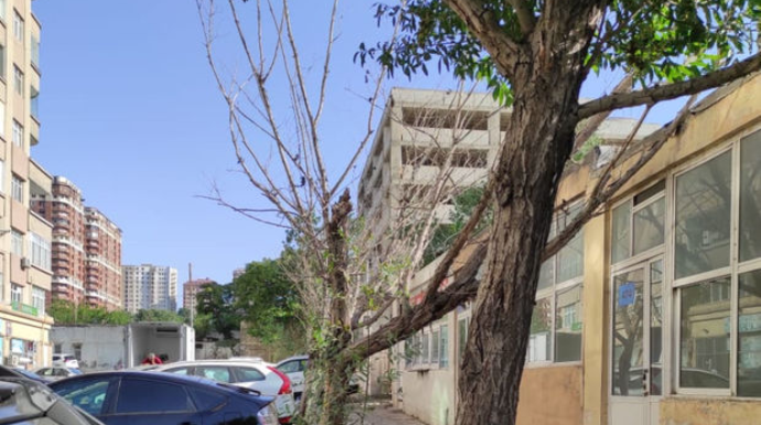 Bakının mərkəzində qurumuş ağaclar təhlükə yaradır   - FOTO