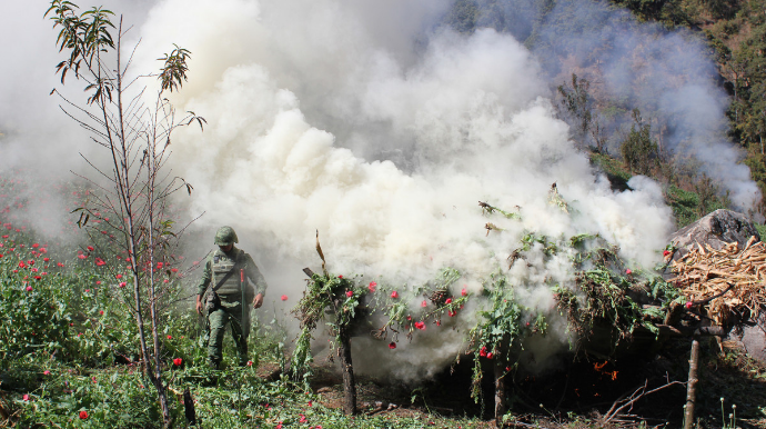 Tovuzda yabanı halda bitən 1 tona yaxın narkotik məhv edilib