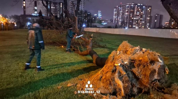 Güclü külək nəticəsində 368 ağac sındı - FOTO