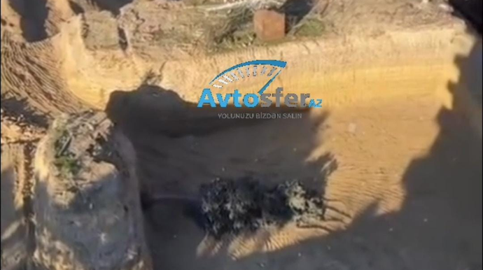 Jurnalist tikinti şirkətinin yaşıllıqları məhv etməyini İFŞA ETDİ – VİDEO 