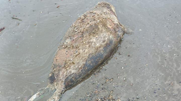 Xəzərin Azərbaycan sahillərində daha 4 suiti cəsədi aşkarlandı  - FOTO