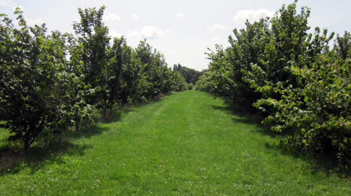 Fındıq mafiyası iş başında - Bağları məhv edən qiymət təklif edirlər