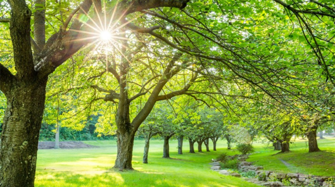 Gələn həftə Azərbaycana Yay fəsli daxil olacaq 