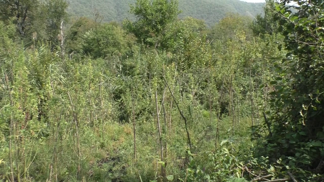 Balakən sakinindən 152 ədəd çətənə kolu və marixuana götürülüb