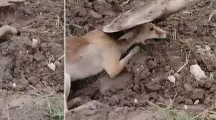 Heyvana işgəncə verən şəxslər 30 sutka həbs edilib