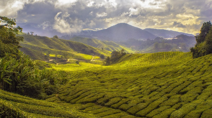 Qarabağda torpaq icarəyə götürmək istəyənlərin NƏZƏRİNƏ: Ərizə qəbulu başlanıb 