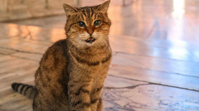 В Стамбуле умерла знаменитая кошка Айя Софии  Гли
