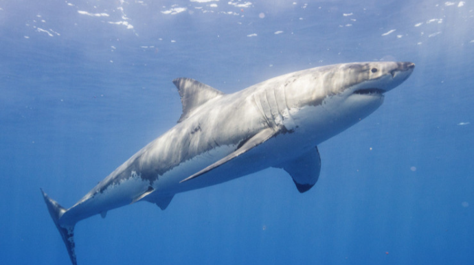 Köpək balığı 16 yaşlı yeniyetməni  öldürdü