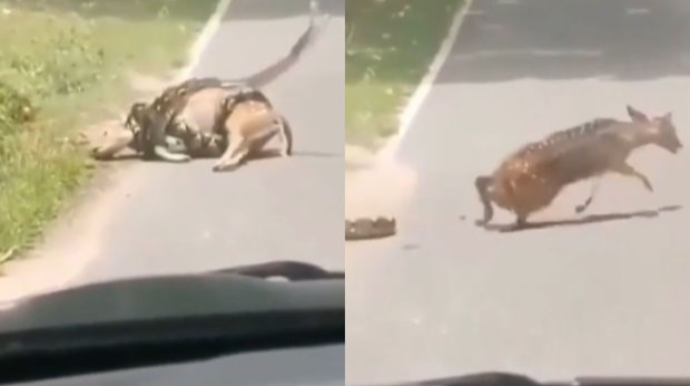 Yoldan keçən insan ceyranı pitonun yemi olmaqdan xilas etdi - VİDEO 