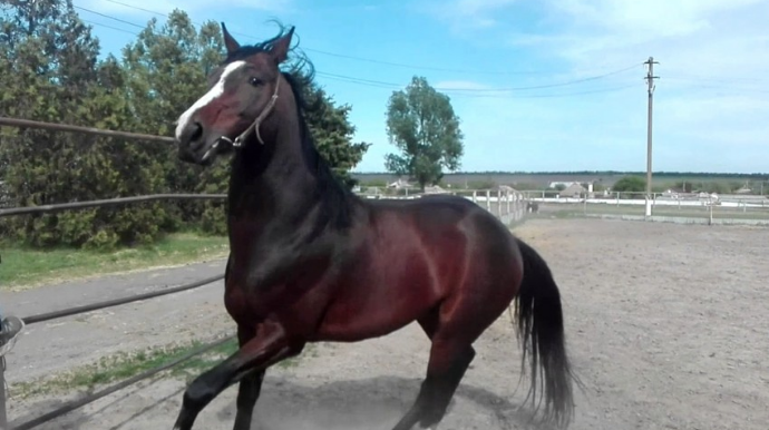 Bərdədə yeniyetməni at vurub, vəziyyəti ağırdır